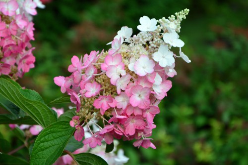 This is a great option in your garden if you want to attract butterflies and bees. These garden friends love hydrangeas. More importantly, it's very resistant to deer. Unlike the other varieties, Pinky Winky shrubs are very low on the list of foods that deer go after first which may be useful for some gardeners who have problems with these beautiful animals eating their plants.