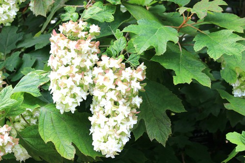 Group 2 are the plants that produce flowers on old growth, meaning they produce flowers on the stems from last year. These are a bit more challenging for gardeners who live in colder climates and are better for people who live in warmer areas. The most common of these include the Oakleaf hydrangea which provides beautiful fall colors for the foliage in tandem with the brightly colored flowers.