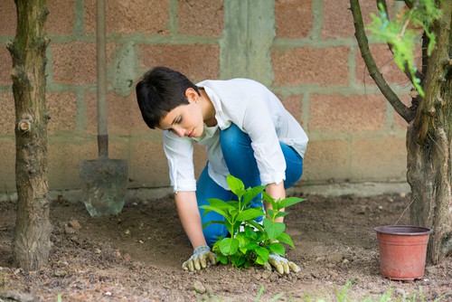 Hydrangeas thrive in rich and porous soil but that soil must remain moist. The hydrangeas prefer full sun in the morning with shade in the afternoon.