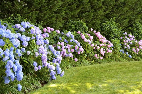 The big leaf varieties are, again, one of the most popular simply because you can change the color you get but no matter what color you are after, there is no hedging plant that will better meet your desires than the hydrangea.