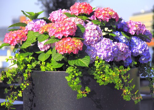If you truly want to control the color of your hydrangea blooms it is recommended that you plant the hydrangea bushes in pots because it will be significantly easier for you to control the soil chemistry with a smaller amount of soil which you will get if you are growing in a large pot.