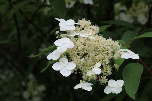 The hydrangea Annabelle is a complimentary plant for all manner of gardens especially with the large white flowers that last for a very long time. 