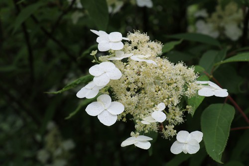The hydrangea Annabelle is a complimentary plant for all manner of gardens especially with the large white flowers that last for a very long time.