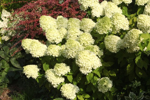 Caring for your limelight hydrangea