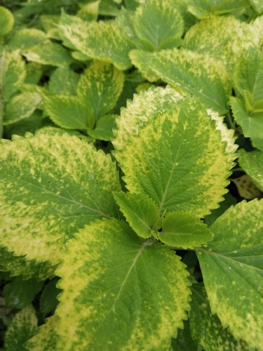 Big leaf varieties of hydrangeas might have iron chlorosis which is effectively a nutrient deficiency it just means that your hydrangea is not getting adequate amounts of iron. If your leaves are starting to turn yellow and they have green veins in them even in brand new plants, it might be a problem with iron chlorosis.