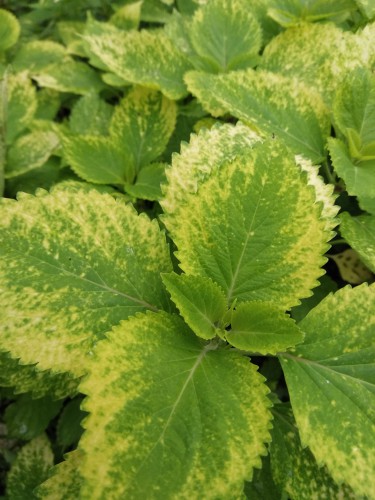 Big leaf varieties of hydrangeas might have iron chlorosis which is effectively a nutrient deficiency it just means that your hydrangea is not getting adequate amounts of iron. If your leaves are starting to turn yellow and they have green veins in them even in brand new plants, it might be a problem with iron chlorosis. 