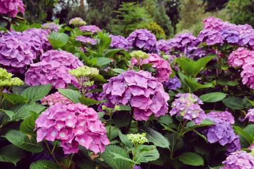 There are many popular hydrangeas but one of the most popular is the mophead hydrangea. This is the one almost all gardeners and florists are acquainted with best and if you purchase flowers from a florist it is likely a mop head variety.