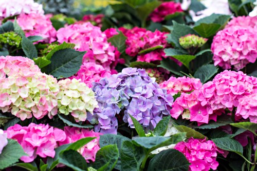 When hydrangeas bloom is really based on the type of hydrangea you have.