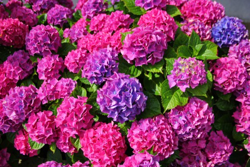 It is important to understand that because the chemistry of your soil can actually change the color of the blooms, the names of your mophead or lacecap varieties doesn't really mean much so if you see a name like forever pink, that doesn't guarantee that the flowers will be pink.