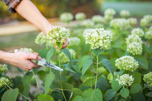 Deadheading is a perfectly acceptable process, one that can help the overall health and well-being of your hydrangeas.