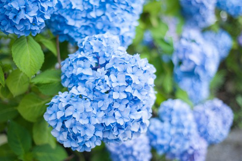 Endless summer hydrangea