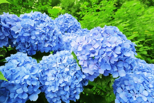 Turning hydrangeas blue to pink is as simple as changing the soil composition in your garden. 