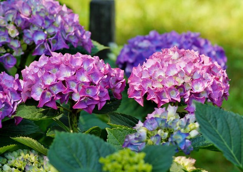 The first thing you have to do is to collect the seeds. Hydrangeas produce the seeds in the enormous flowers but the seeds are actually quite small. The seeds are typically no larger than the size of a cracked peppercorn.