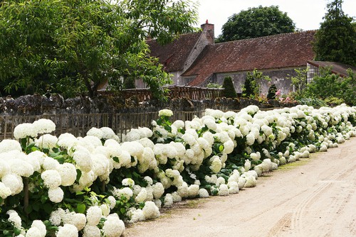 The varieties of hydrangea that are typically planted for hedges have the larger flowers on the outside. These flower heads will grow into large round shapes or long cone shapes. Hydrangea hedges will typically not grow incredibly tall but they are perfectly suited to providing privacy and a colorful appearance.