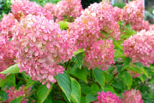 How to prune hydrangea Limelight varieties