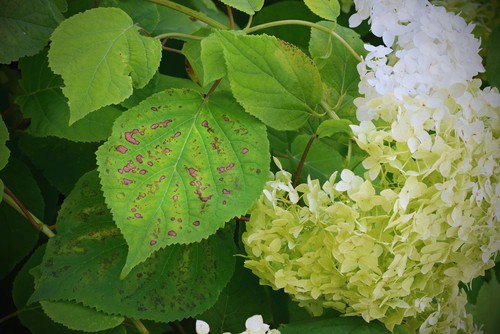 Fungal diseases will produce purple spots on your hydrangea leaves. If you have purple spots it might be indicative of cercospora leaf spot, a common leaf fungus.