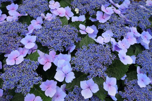 Growing lacecap hydrangeas is very simple so long as you follow some basic rules. The lacecap hydrangeas are also referred to as bigleaf hydrangeas because, as the name implies, they have rather large leaves but they also have attractive flower clusters that are blue and pink with edged flowers around the center.