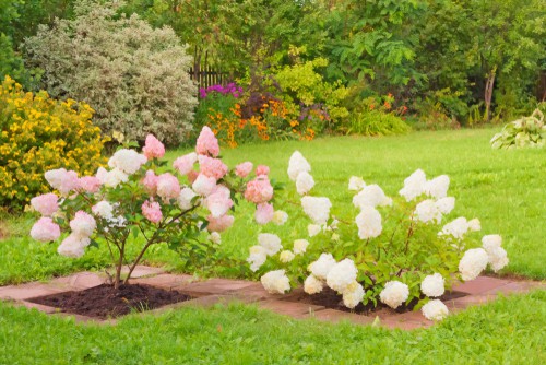 The hydrangea paniculata performs best when it is planted in porous, well-drained soil.