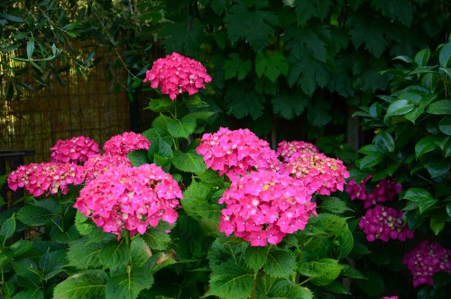 Can you move a mature hydrangea? yes