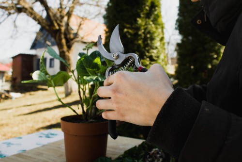 After you see the transformation from young seedling to small plants, you should follow the same steps you would grow your hydrangea from a cutting by transferring the propagated plant directly to your garden or a container.