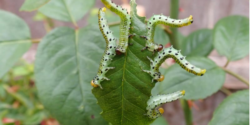 Caterpillars on Roses Rose Sawfly