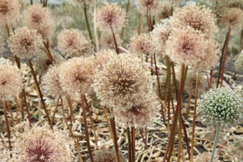 Giant Onion (Allium Giganteum) after blooming in a garden ready to be cut back for winter