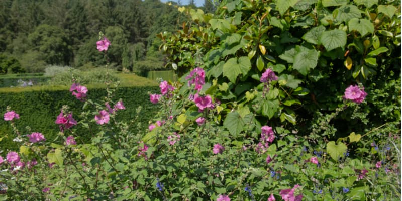 Lavatera is best pruned back hard every year to encourage new flowering stems. Pruning is best done in spring as stems swell.