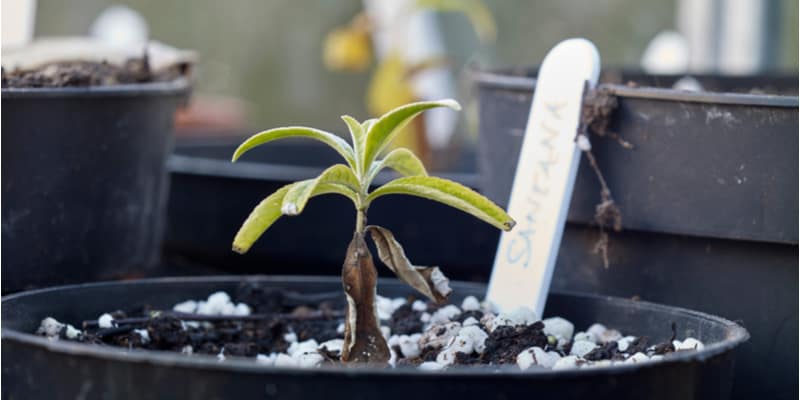 I explain step by step how to take Buddleia cuttings including softwood in spring and hardwood in autumn.