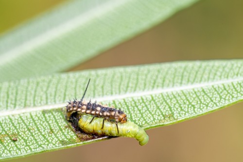 Larva of ladybug eating hawk moth caterpillar