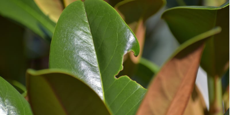 There are a few pest that will eat magnolia leaves, burrow into the stems and eat the flowers.