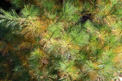 Conifer needles turning yellow and brown