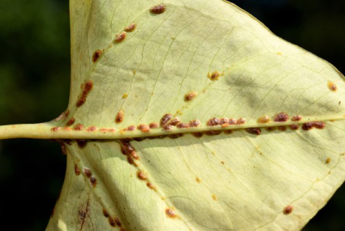 Scale insect sucking on leaves