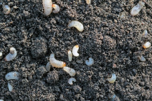 Vine weevil larvae that eat the roots of plants