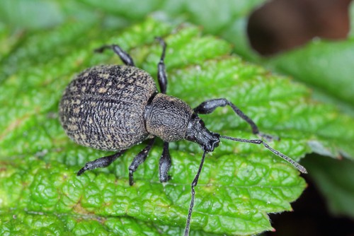 Adult vine weevil which eats the leaves of plants including clematis