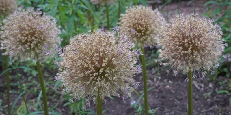 Alliums are spectacular plants. In this guide, I show you what to do with alliums after flowering from cutting back to dividing bulbs