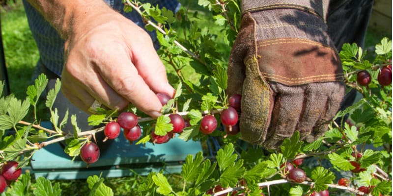 I often get asked when to pick gooseberries but there are two answers for this as it depends on what here used for, ie cooking or eating fresh