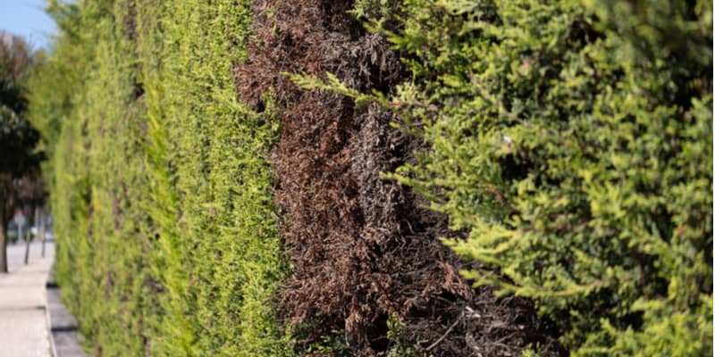 There are many reasons conifers start to turn brown from winter browning caused by cold weather to diseases such as Pestalotiopsis dieback.