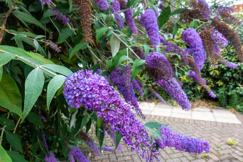 Buddleia that will need pruning the following spring or autumn but also perfect time to take buddleia cuttings