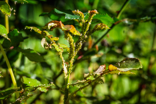 Aphids attack young growth on roses 