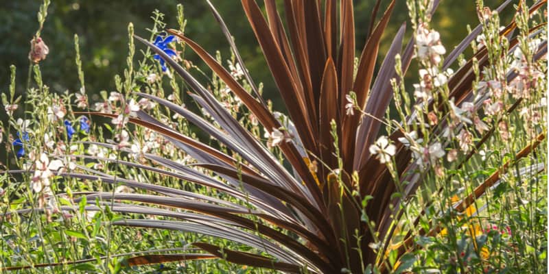 Cordylines are low maintenance in general but they can suffer from a few cordyline problems from pests and diseases.