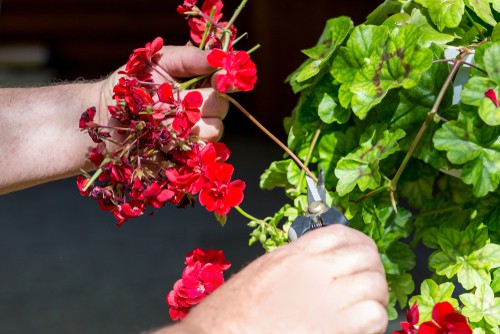 Deadheading geranium to encourage more flowers for longer throughout summer