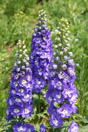 Caring for Delphiniums in pots and planting in a soil based compost to retain moisture