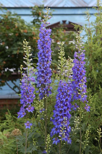 Delphiniums in bloom and growing well