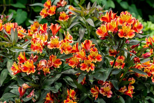 Diving alstroemeria and why