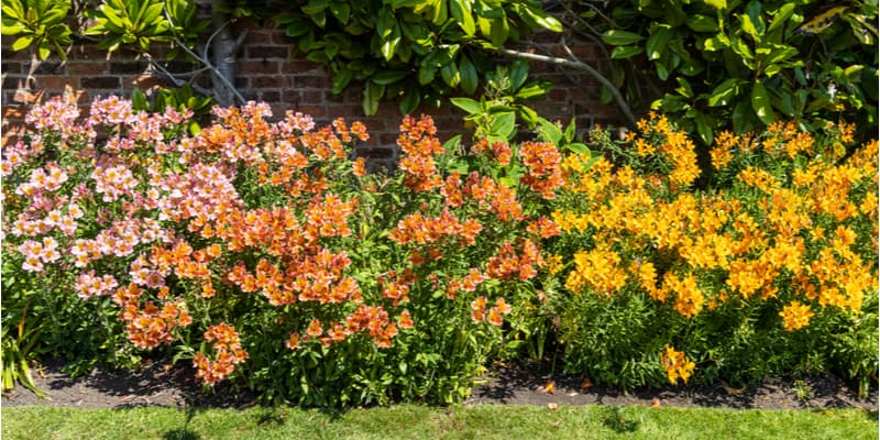 Learn how to divide alstroemeria but more importantly when to divide them. In general this would be around April but it depends on when they flower.