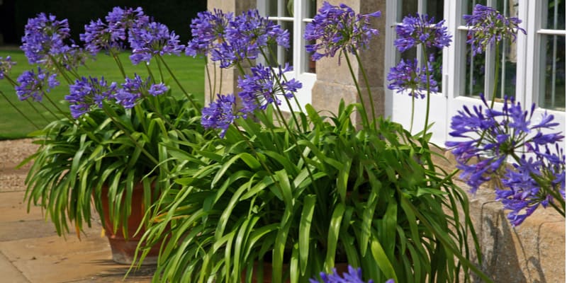 In this guide, I show you how to divide agapanthus and when to get the most out of them. Divide every few years after flowering.