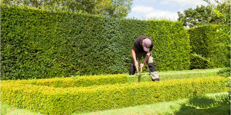 I talk about how to prune buxus and when to prune them to avoid burning the leaves or spreading diseases