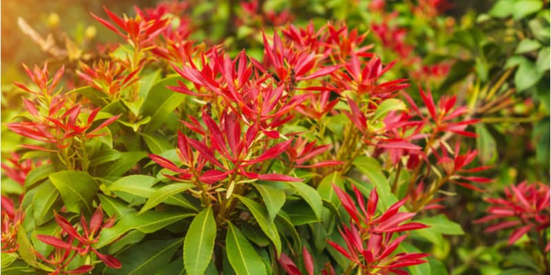 In general, pieris don't require yearly pruning but in this guide I talk about how to prune pieris to rejuvenate or trim them to size & when.