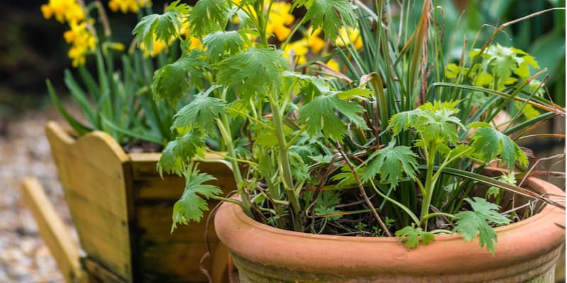 Most people grow delphiniums in flower beds but you can also grow delphiniums just as well in pots and containers.