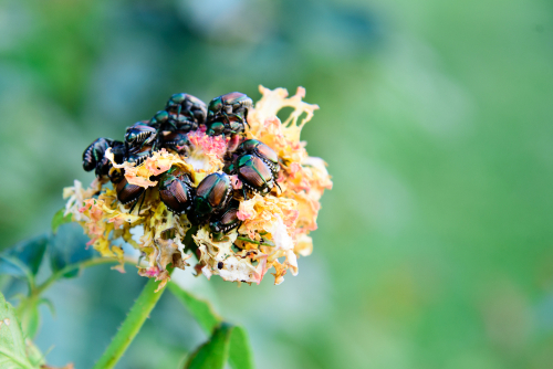 Japanese beetles will eat all parts of roses